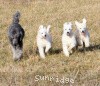 A photo of Sunridge Untouchable Elegance, a white standard poodle