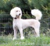 A photo of Sunridge Untouchable Elegance, a white standard poodle