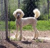 A photo of Sunridge Untouchable Elegance, a white standard poodle