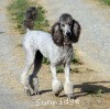 A photo of Sunridge Crystal Masterpiece, a silver standard poodle