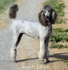 A photo of Sunridge Crystal Masterpiece, a silver standard poodle