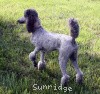 A photo of Sunridge Crystal Masterpiece, a silver standard poodle