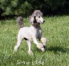 A photo of Sunridge Crystal Masterpiece, a silver standard poodle