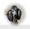 A photo of Sunridge Crystal Masterpiece, a silver standard poodle