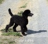 A photo of Sunridge Midnight Princess, a blue standard poodle