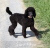 A photo of Sunridge Midnight Princess, a blue standard poodle