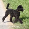 A photo of Sunridge Midnight Princess, a blue standard poodle