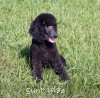 A photo of Sunridge Midnight Princess, a blue standard poodle