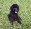 A photo of Sunridge Midnight Princess, a blue standard poodle