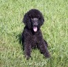 A photo of Sunridge Midnight Princess, a blue standard poodle