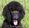 A picture of Sunridge Midnight Princess, a blue standard poodle