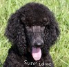 A photo of Sunridge Midnight Princess, a blue standard poodle