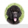 A photo of Sunridge Midnight Princess, a blue standard poodle