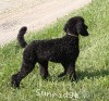 A photo of Sunridge Midnight Princess, a blue standard poodle