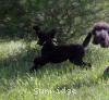 A photo of Sunridge Midnight Princess, a blue standard poodle