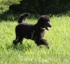 A photo of Sunridge Midnight Princess, a blue standard poodle