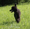 A photo of Sunridge Midnight Princess, a blue standard poodle