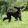 A photo of Sunridge Midnight Princess, a blue standard poodle