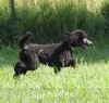 A photo of Sunridge Midnight Princess, a blue standard poodle