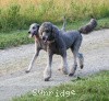 A photo of Sunridge Crystal Vision, a silver standard poodle