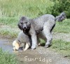 A photo of Sunridge Crystal Vision, a silver standard poodle