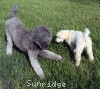 A photo of Sunridge Crystal Vision, a silver standard poodle