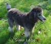 A photo of Sunridge Crystal Vision, a silver standard poodle