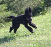 A photo of Sunridge Midnight Princess, a blue standard poodle