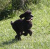 A photo of Sunridge Midnight Princess, a blue standard poodle