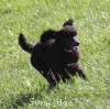 A photo of Sunridge Midnight Princess, a blue standard poodle