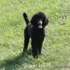 A photo of Sunridge Midnight Princess, a blue standard poodle