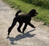 A photo of Sunridge Midnight Princess, a blue standard poodle