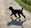 A photo of Sunridge Midnight Princess, a blue standard poodle