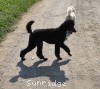 A photo of Sunridge Midnight Princess, a blue standard poodle