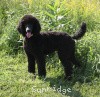 A photo of Sunridge Midnight Princess, a blue standard poodle