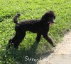 A photo of Sunridge Midnight Princess, a blue standard poodle