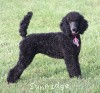 A photo of Sunridge Midnight Princess, a blue standard poodle