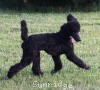 A photo of Sunridge Midnight Princess, a blue standard poodle