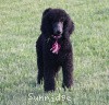 A photo of Sunridge Midnight Princess, a blue standard poodle