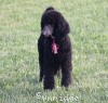 A photo of Sunridge Midnight Princess, a blue standard poodle