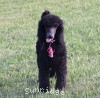 A photo of Sunridge Midnight Princess, a blue standard poodle