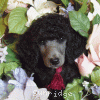 A photo of Sunridge Midnight Moondance, a silver standard poodle