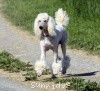 A photo of Mill Rose Masterpiece, a white standard poodle
