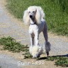 A photo of Mill Rose Masterpiece, a white standard poodle