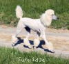 A photo of Mill Rose Masterpiece, a white standard poodle