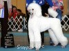 A photo of Mill Rose Masterpiece, a white standard poodle