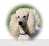 A photo of Mill Rose Masterpiece, a white standard poodle