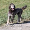 A photo of Sunridge Untouchable Vision, a silver standard poodle