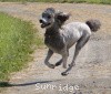 A photo of Sunridge Untouchable Vision, a silver standard poodle