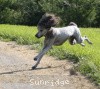 A photo of Sunridge Untouchable Vision, a silver standard poodle